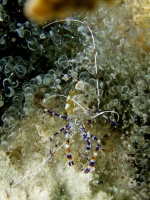Spotted Cleaner Shrimp  and Corkscrew Anemone IMG 5639